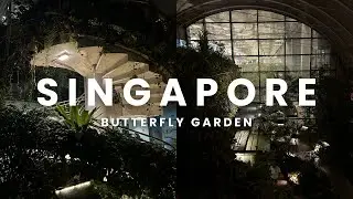 Singapore Butterfly Garden - Changi Airport