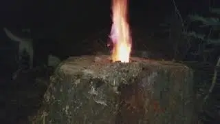 Как избавляться от пней!.