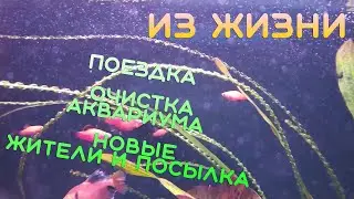 Из жизни | Поездка, очистка аквариума, новые жители и посылка