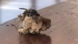 Wasp and meat.