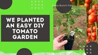 We Planted an Easy DIY Tomato Garden while in Quarantine
