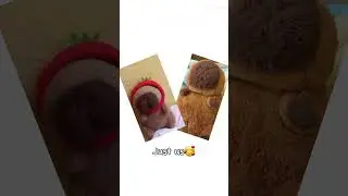 #capybara #funny #memes