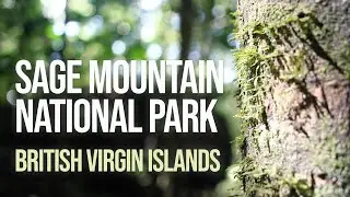 Sage Mountain National Park Tortola | British Virgin Islands