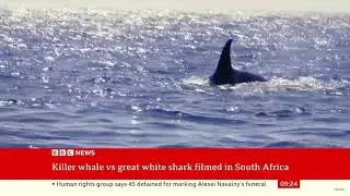 FIRST time on Camera Solo Orca EATS a Great White SHARK in 4K HD 
