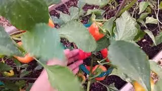 Long sweet peppers