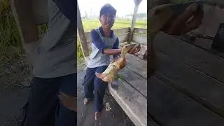 ciri ciri bebek super bagus kuat nelor
