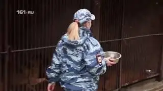 Кинолог – это призвание, образ жизни