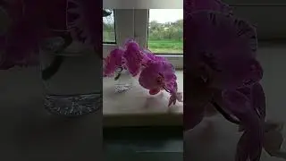 Отвалилась самая красивая ветка. Очень жалко #орзидеи #цветы #советы #комнатныерастения