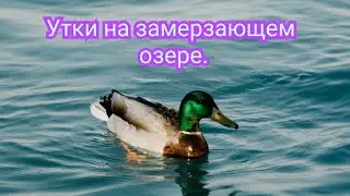 УТКИ НА ЗАМЕРЗАЮЩЕМ ОЗЕРЕ!!!