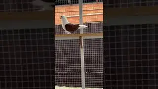 Голуби Кубани 🤍 🕊️