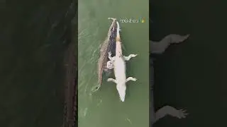 પાણી નો રાજા 🐊👑😎.                        #vadodara #vishwamitririver #crocodile #magar #raja