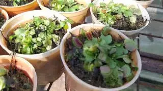Kebun tanaman Kantong semar , Nepenthes Raflessiana , Dionae , Venus Fly trap ,