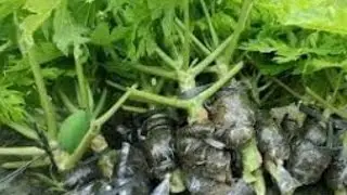 Cara Mencangkok Pohon Pepaya Agar Cepat Berakar