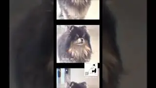 V IG Story 🥺🐕😍