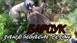 Барсук. Закрываем сезон