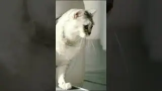 Kedinize BUNU Alırsanız ÇOK MUTLU Olacak🐱 #Shorts #kedi