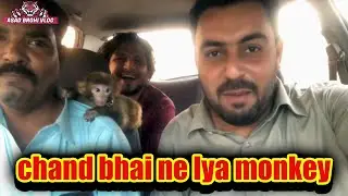 chand bhai ne lya ak chota sa monkey (Asad Brohi vlog)