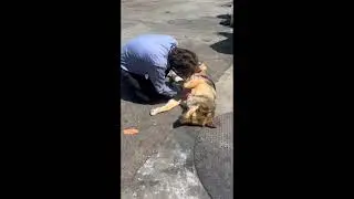 German Shepherd, help   SD 480p