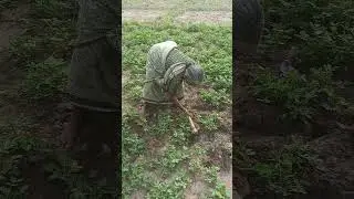 Vivasayam and harvesting #farming #viral