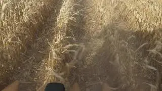 60 inch corn results