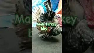 Turkey bird nagpapansin😏