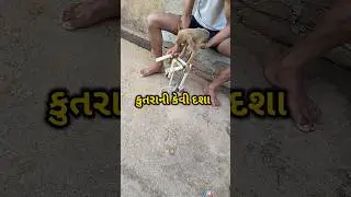 જુઓ આ કુતરાની કેવી દશા😔 Bad condition of the dog #gujarati #news #short