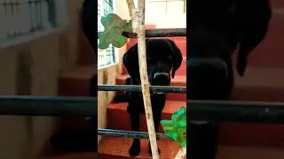 tumsa koi pyara masum nahi hai