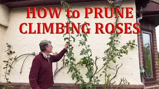 How to Prune Climbing Roses