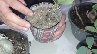 RESULTADO DE ENXERTOS E MUDAS COROA DE CRISTO..