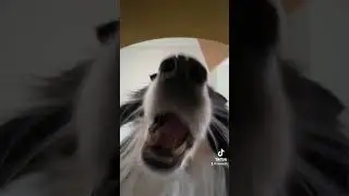 ASMR Frühstück 🐶 #heywuffi #bordercollie #hund #dog #hunde