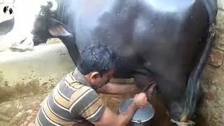 buffalo milking by hand in india || بوفالو، حلب، بجانب، أعطى، إلى داخل، الهند || Top Milking Videos
