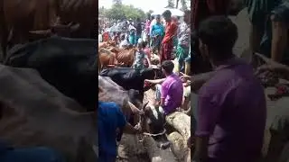 কোরবানি ঈদের উপলক্ষে। রোজ রবিবার সুলতানপুর বাজার। গরু  হাট বসেছে।