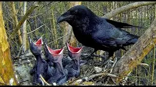 Ворона и птенцы