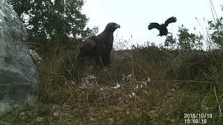 Video 2. Águila real vs Cuervo