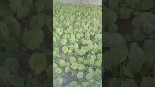 капуста зимой в теплице