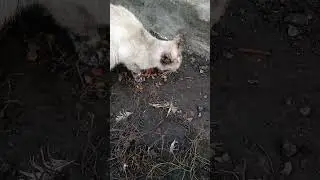 Вот и кошечку покормили чужую 🤗!