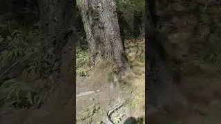 Check out what we're doing to tame the wild jungle we live in...😁👍🏼