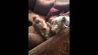 The "Puppies" playing