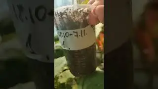 зимний полив растений.