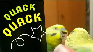 Budgie quacks like a Duck 🦆