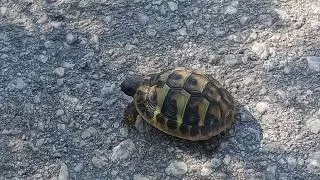 Guide to Raising a 15 cm Baby Turtle: Care, Habitat, and Growth Essentials