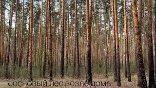 Прогулка в сосновом лесу недалеко от дома