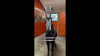 Vi vaccinerer mod bluetongue-virus 💉