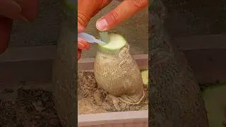 Adenium Unique Grafting Skill | Graft Desert Rose With Glue #shorts #adenium  #shortsvideo #short