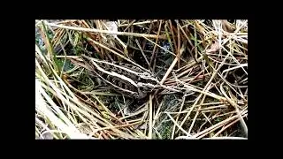 Jack Snipe at Willington, Derbyshire ----- with thermal image