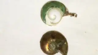 World's Only Preserved Ammonite Fossil Pearl with Natural color