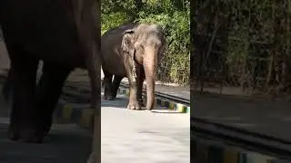 Catwalk of elephant#trending