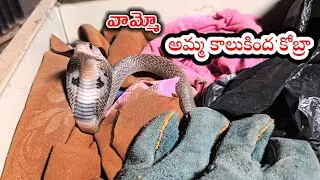 అమ్మ కాలుకింద కోబ్రా. #Indian #spectacled venomous snake rescue contact 7396969617