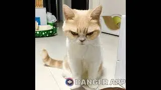 I used this new Banger app and I made this..