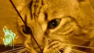 Putrid Liquid - One More Crisis Away From Piercing my Nipples [Official Visualizer]